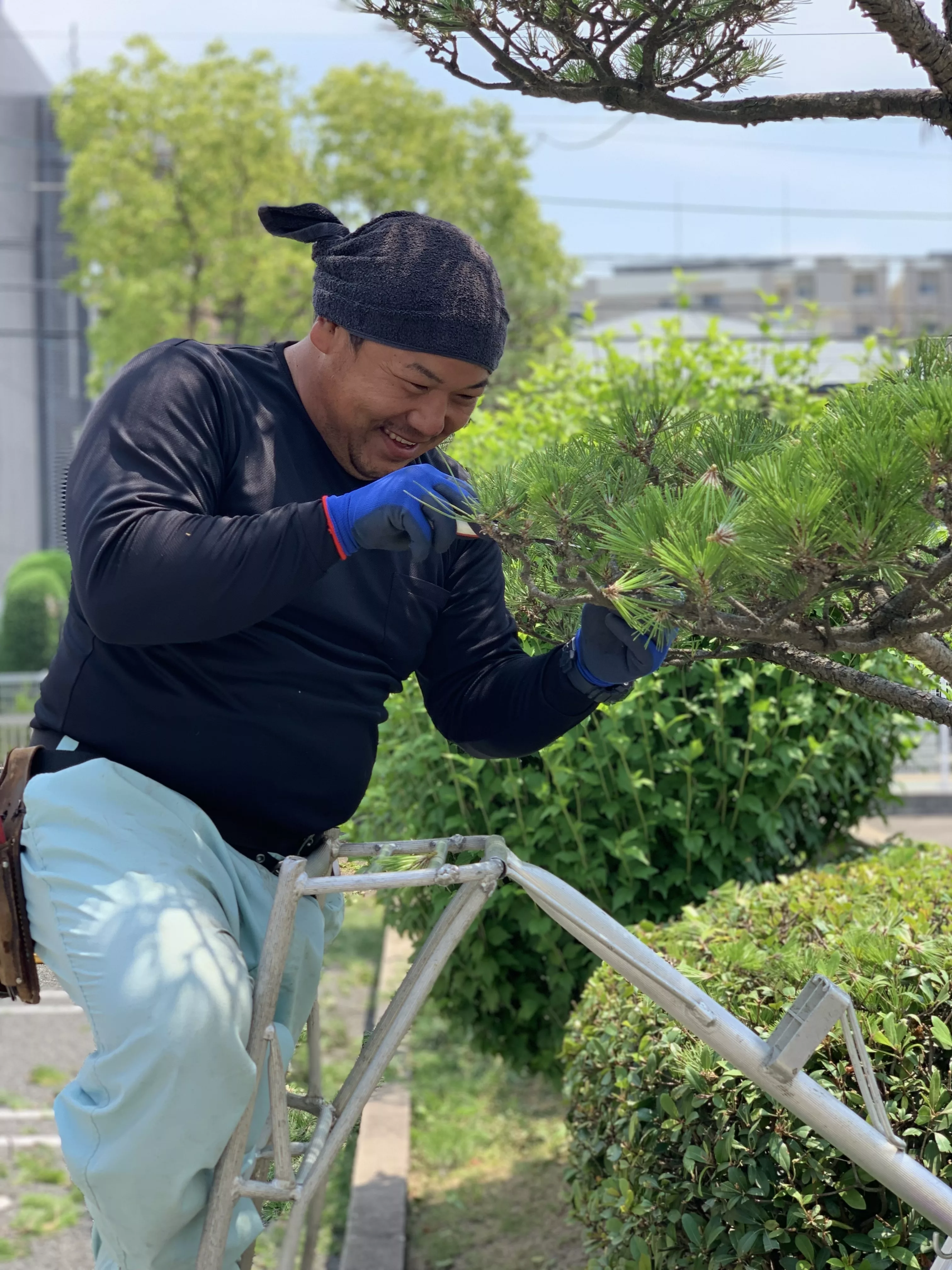 松の手入れ｜毎年の定期管理で樹形を美しく
